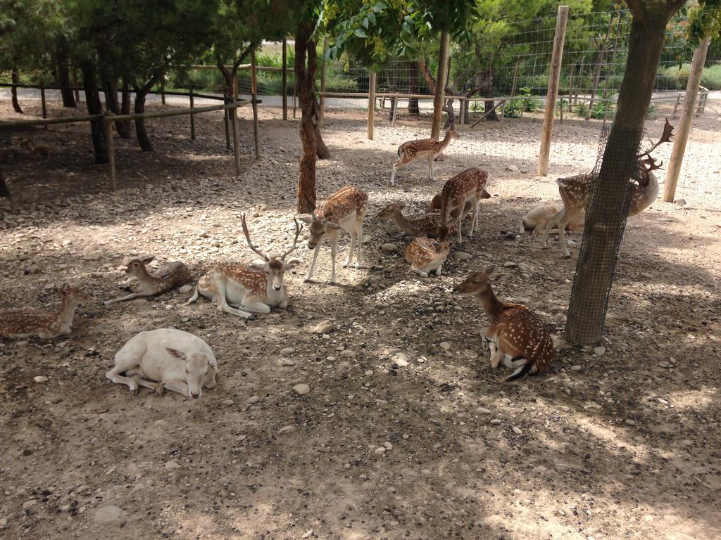 Apartamento Turistico Cigueena De アルゲダス エクステリア 写真